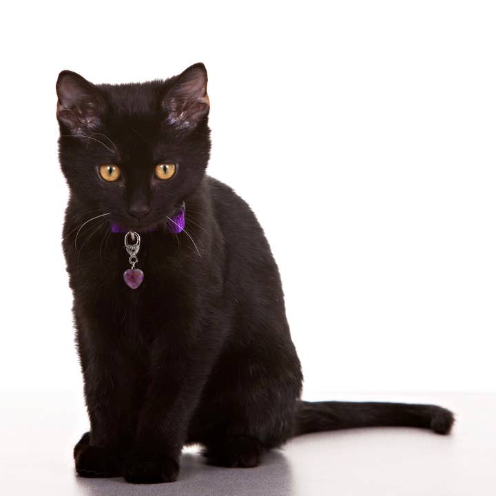 Crystal For Pet Collar, Crystal Pet Love (available DEC 7th)