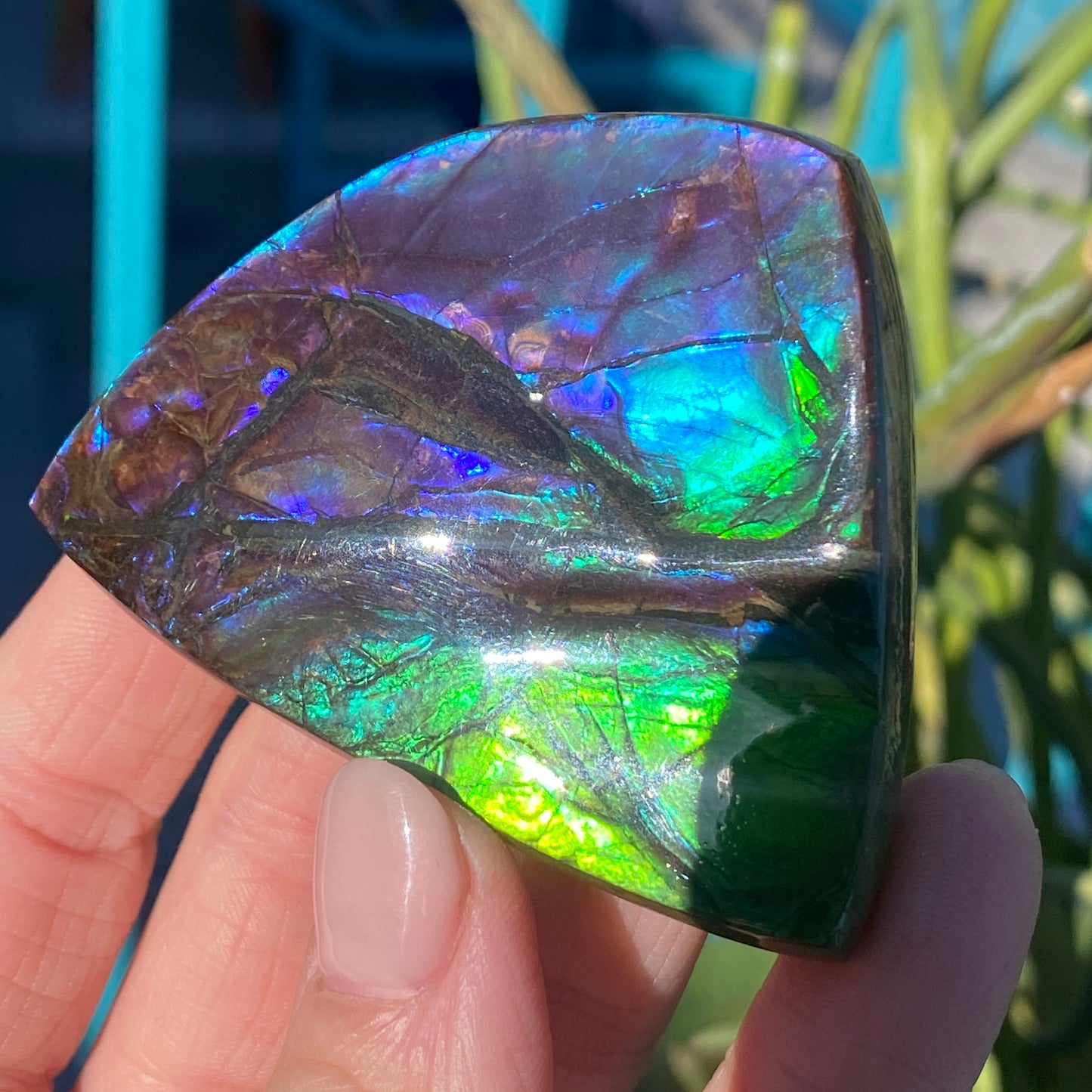 Ammolite Palm Stone
