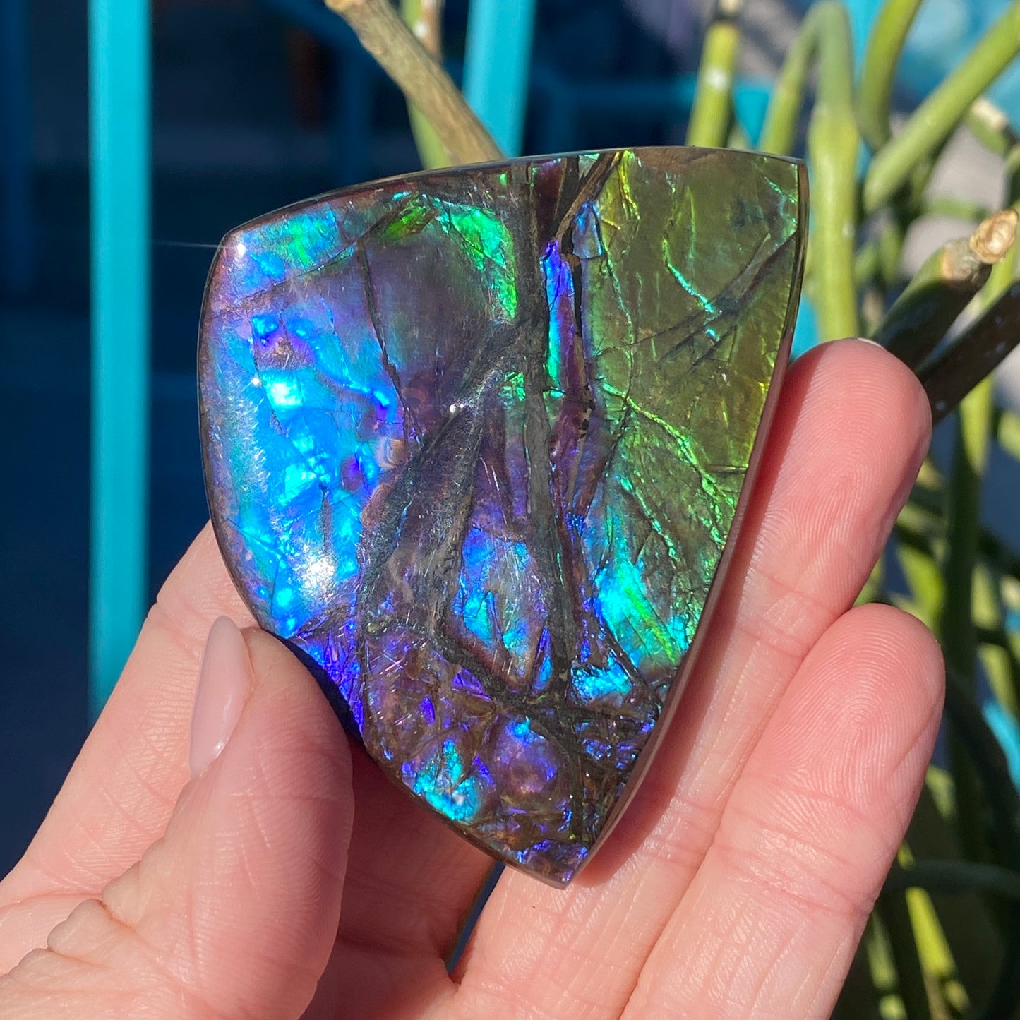 Ammolite Palm Stone