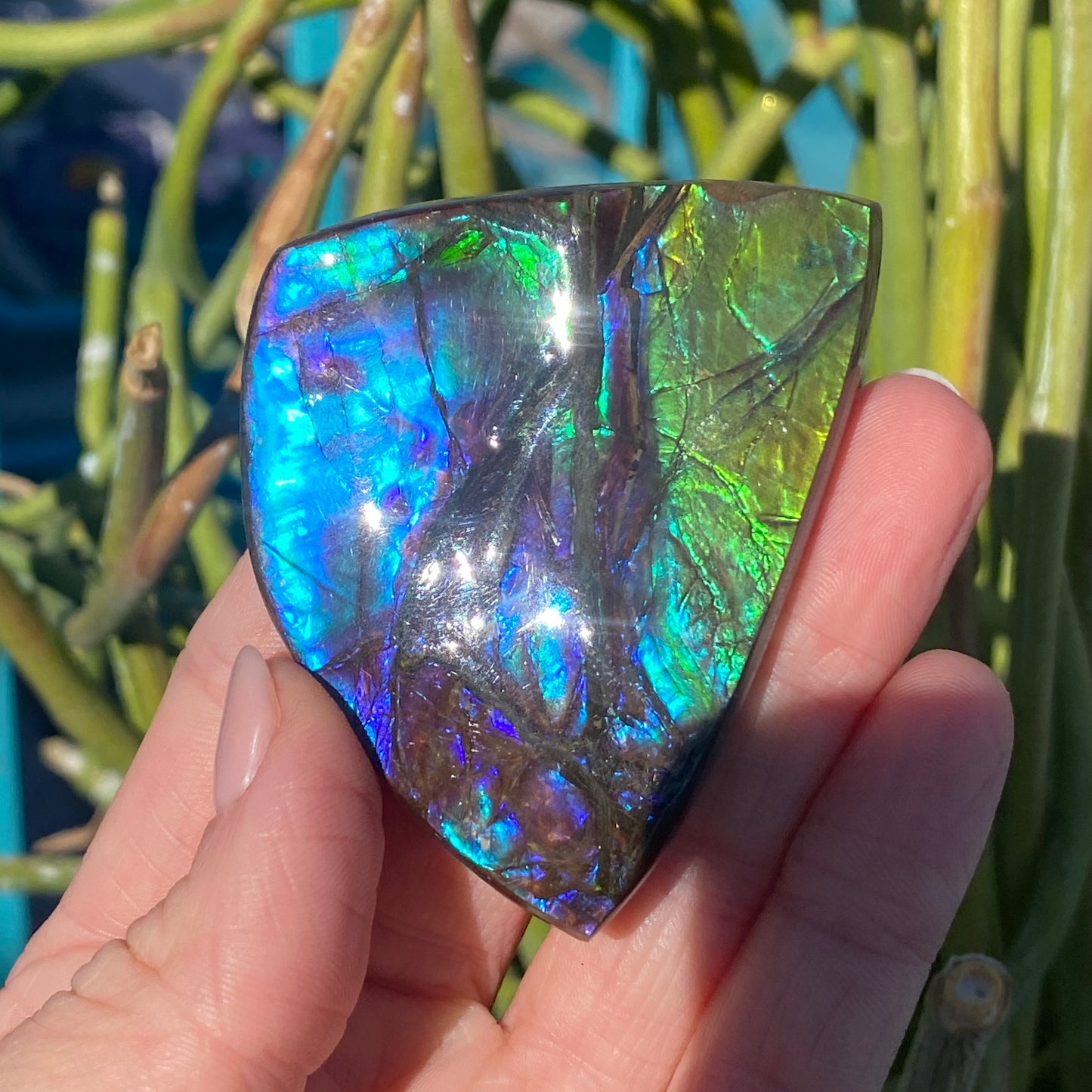 Ammolite Palm Stone