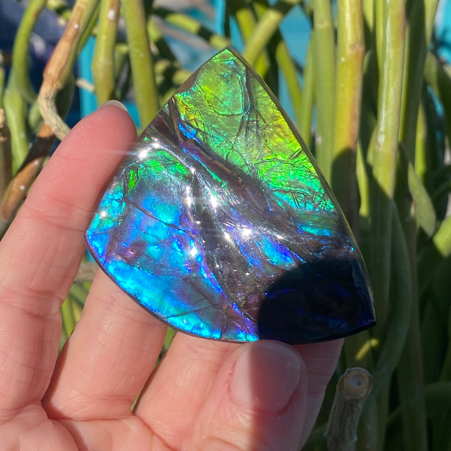 Ammolite Palm Stone