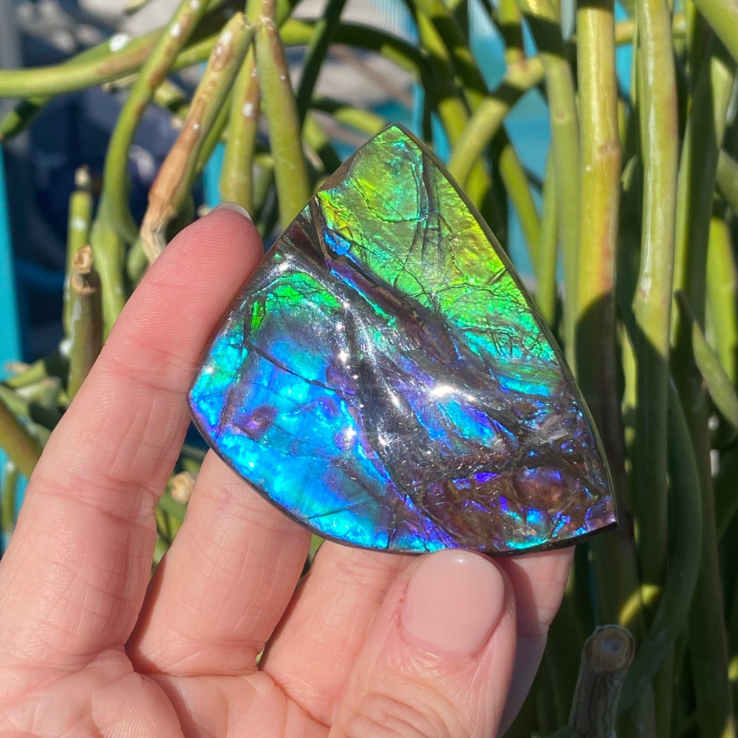 Ammolite Palm Stone