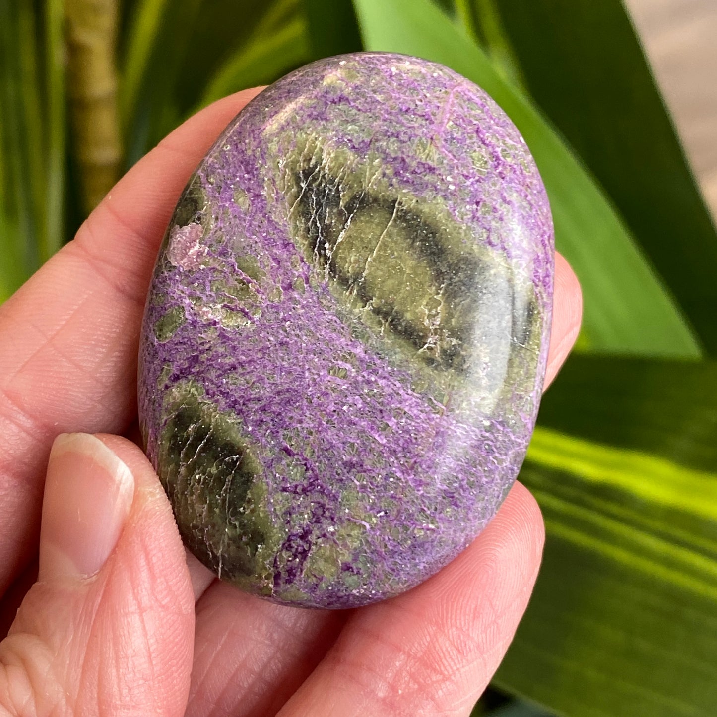 Atlantisite Palm Stone, Stichtite and Serpentine