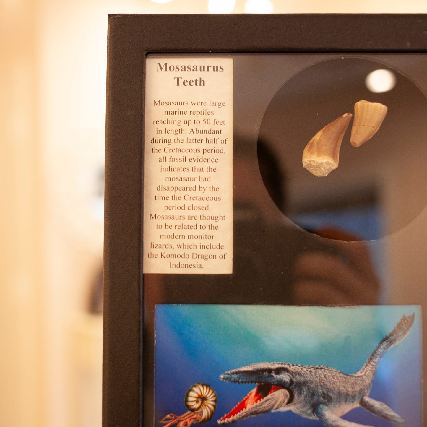 Mosasaurus Tooth Collector's Box