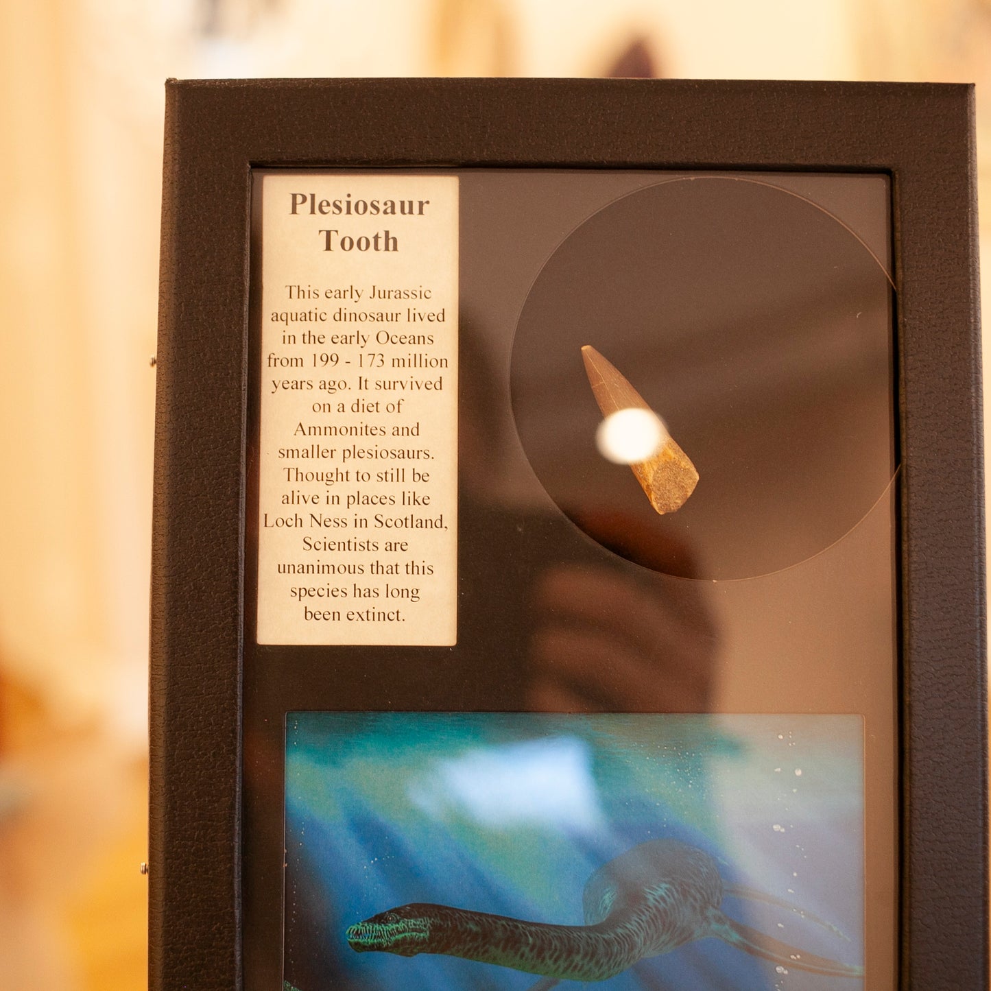 Plesiosaur Tooth Collector's Box