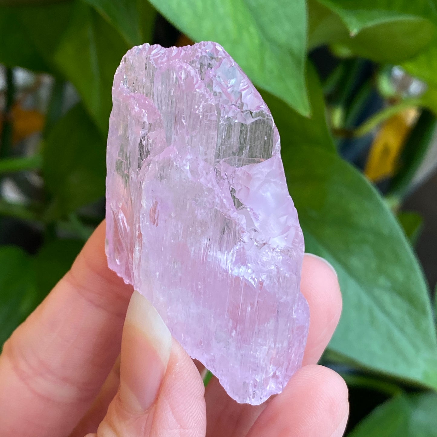 Kunzite Crystal, Water Etched, Multi-Terminated, Self Healed Specimen