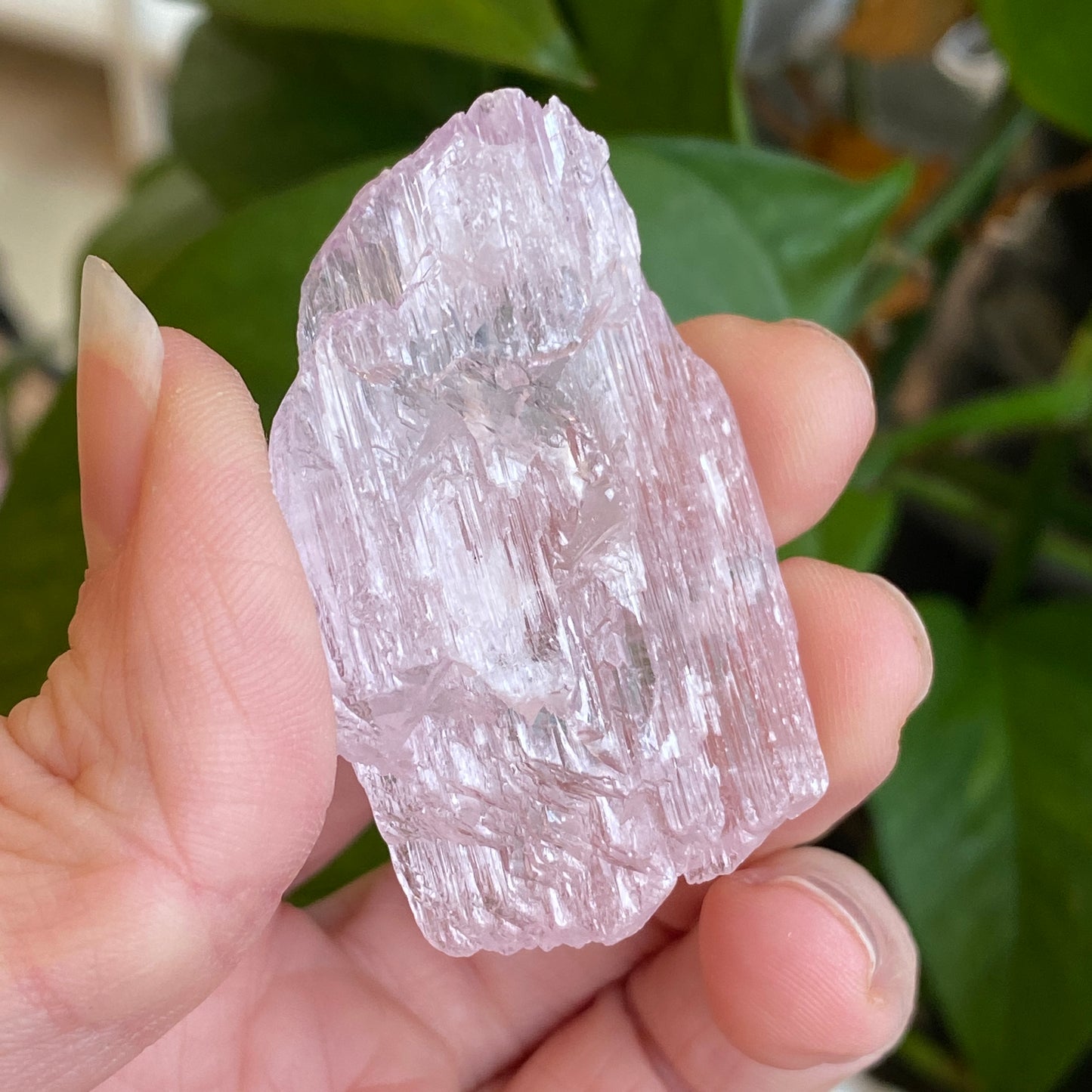 Kunzite Crystal, Water Etched, Multi-Terminated, Self Healed Specimen