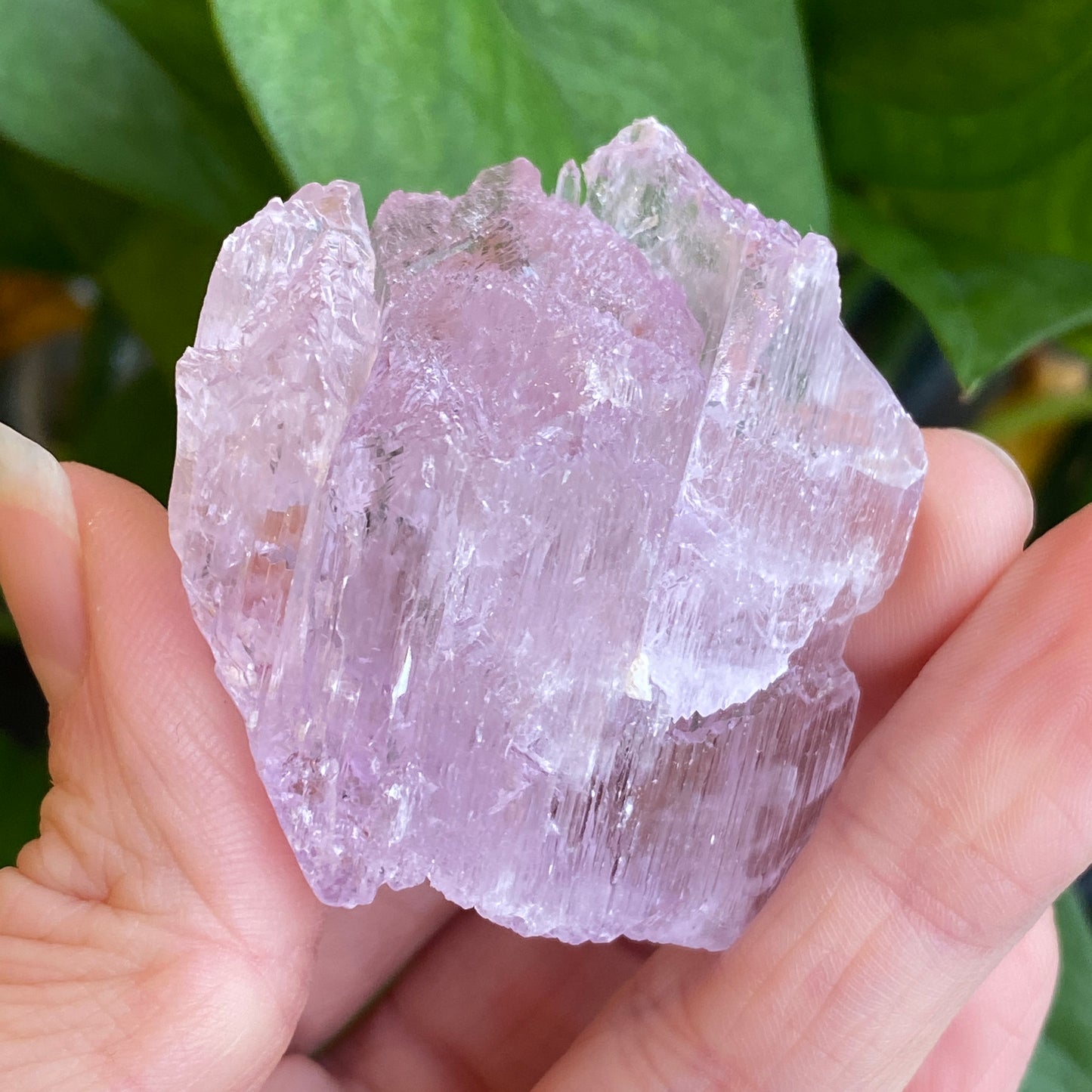 Kunzite Crystal, Water Etched, Multi-Terminated, Self Healed Specimen