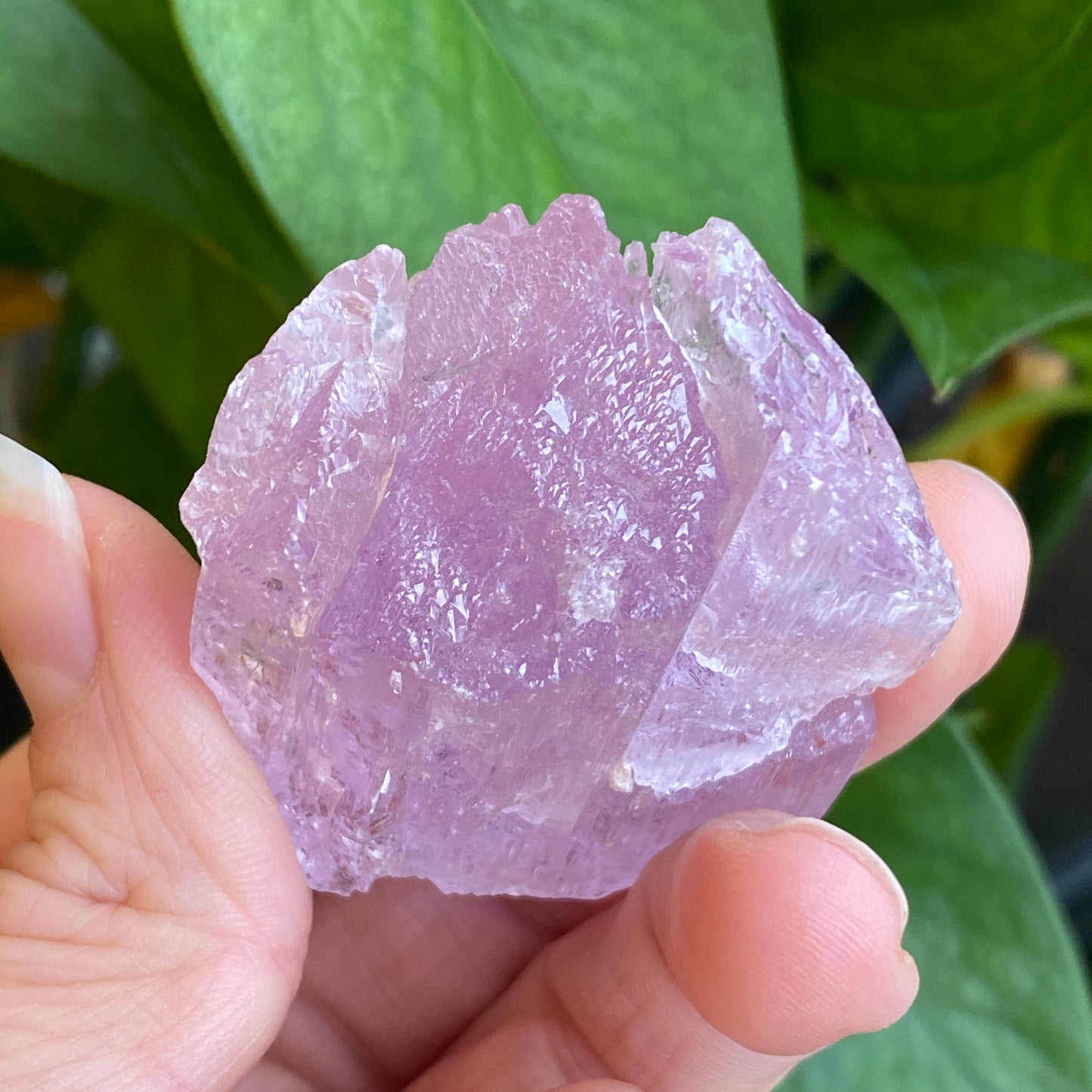 Kunzite Crystal, Water Etched, Multi-Terminated, Self Healed Specimen
