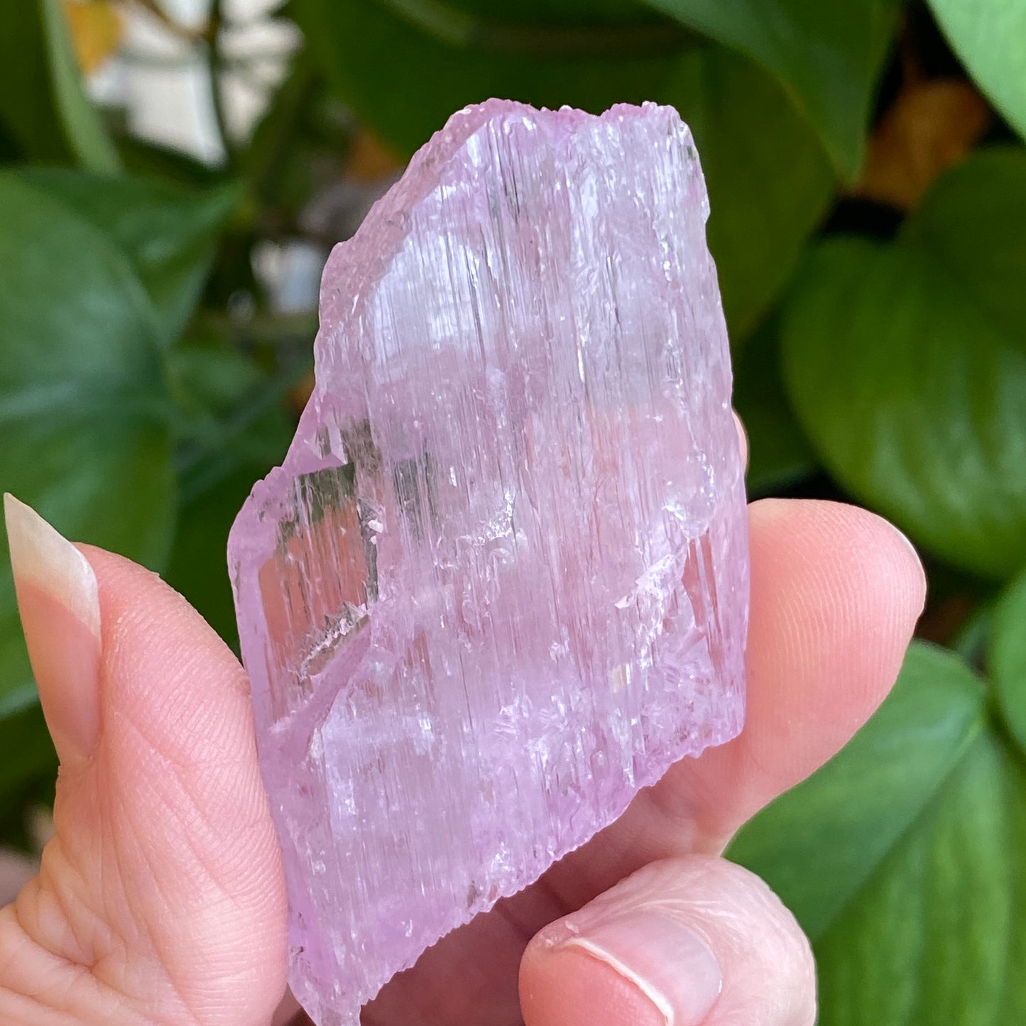 Kunzite Crystal, Water Etched, Multi-Terminated, Self Healed Specimen