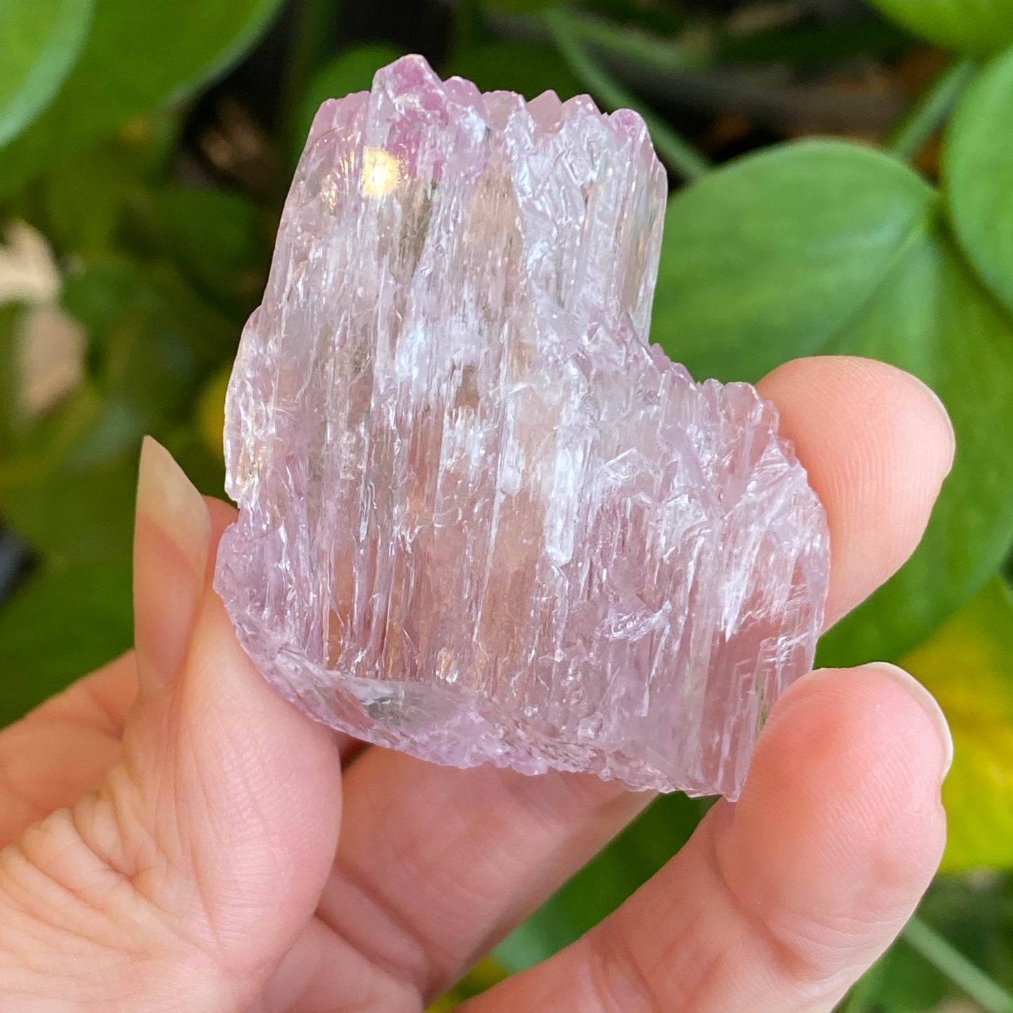 Kunzite Crystal, Water Etched, Multi-Terminated, Self Healed Specimen