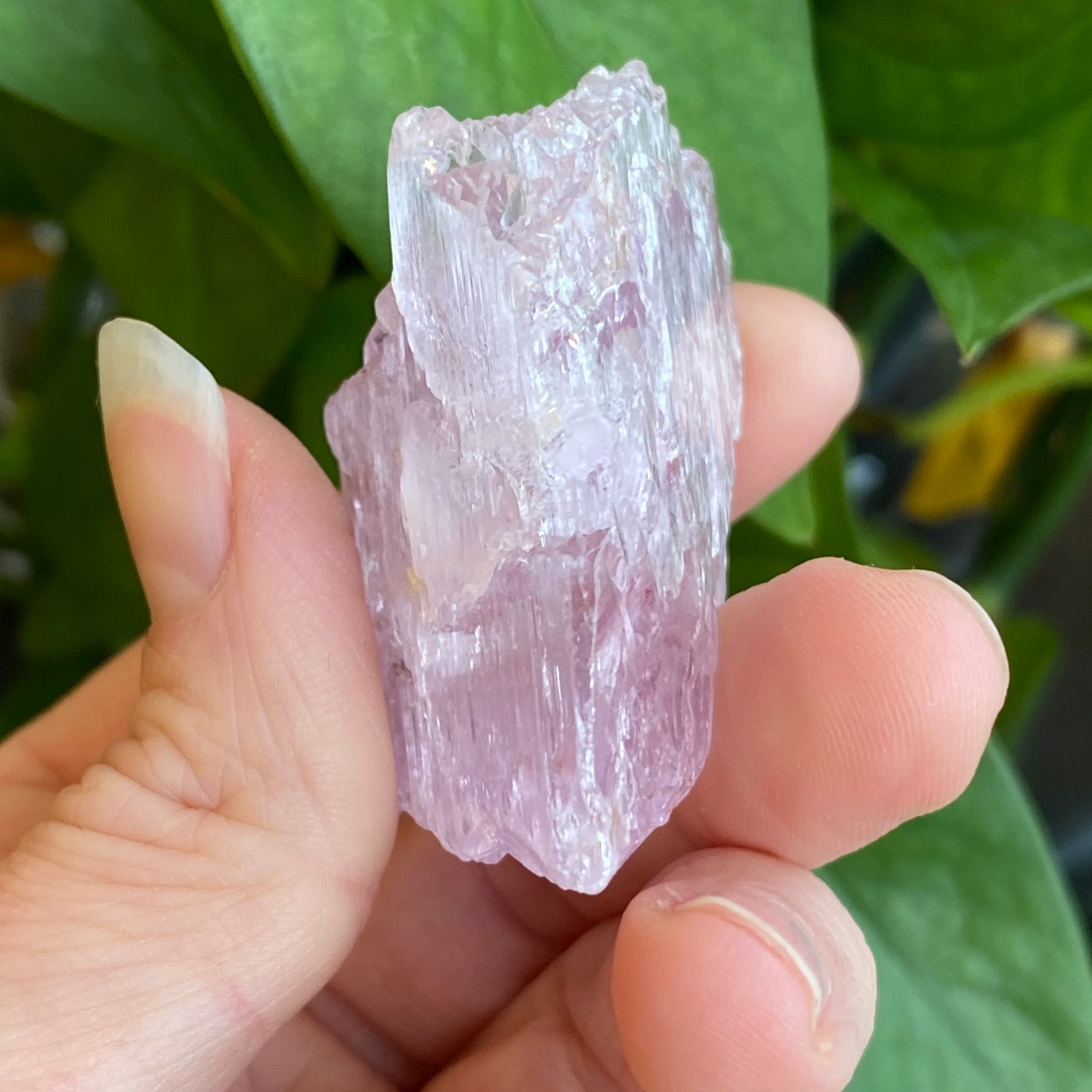 Kunzite Crystal, Water Etched, Multi-Terminated, Self Healed Specimen
