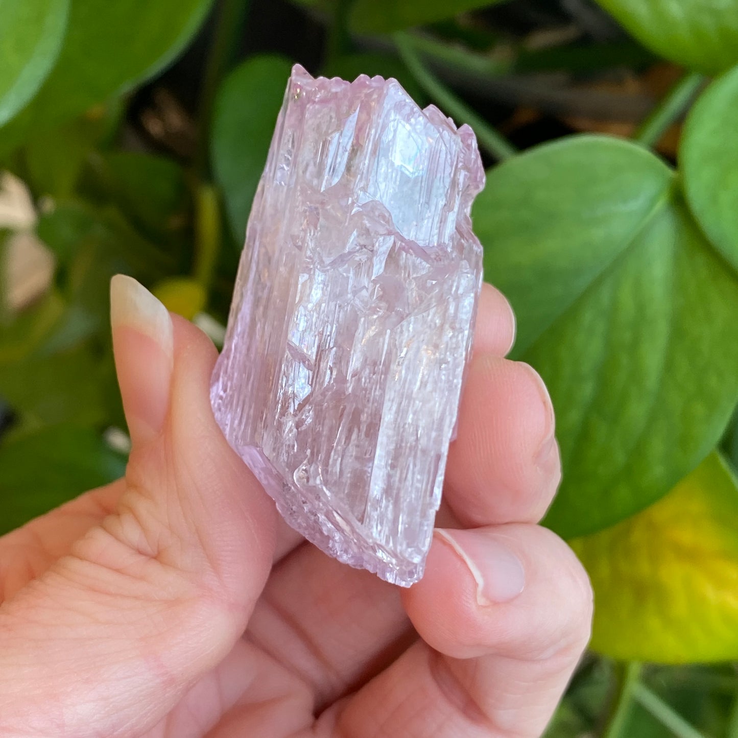 Kunzite Crystal, Water Etched, Multi-Terminated, Self Healed Specimen