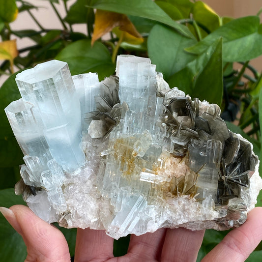 Aquamarine In Mica, Large Specimen