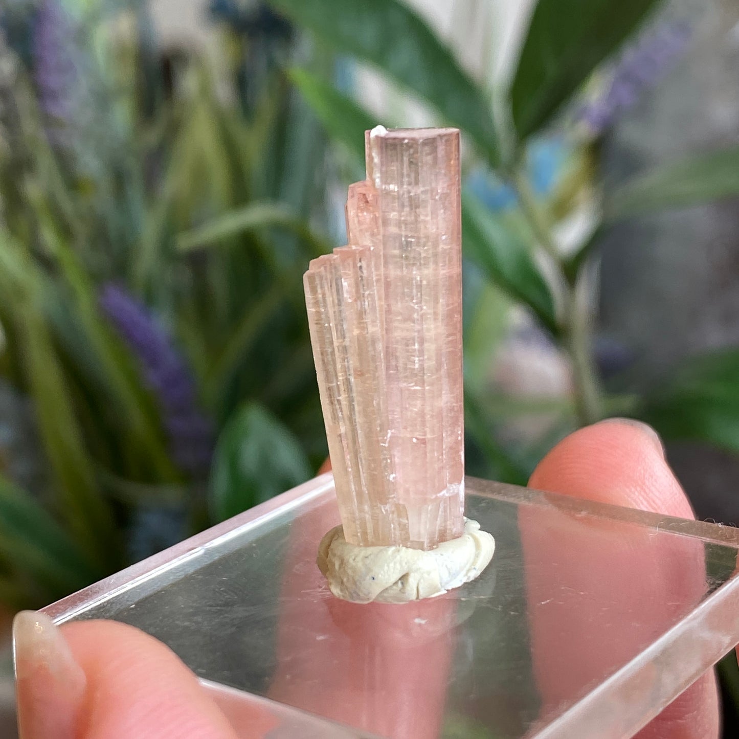 Pink Tourmaline