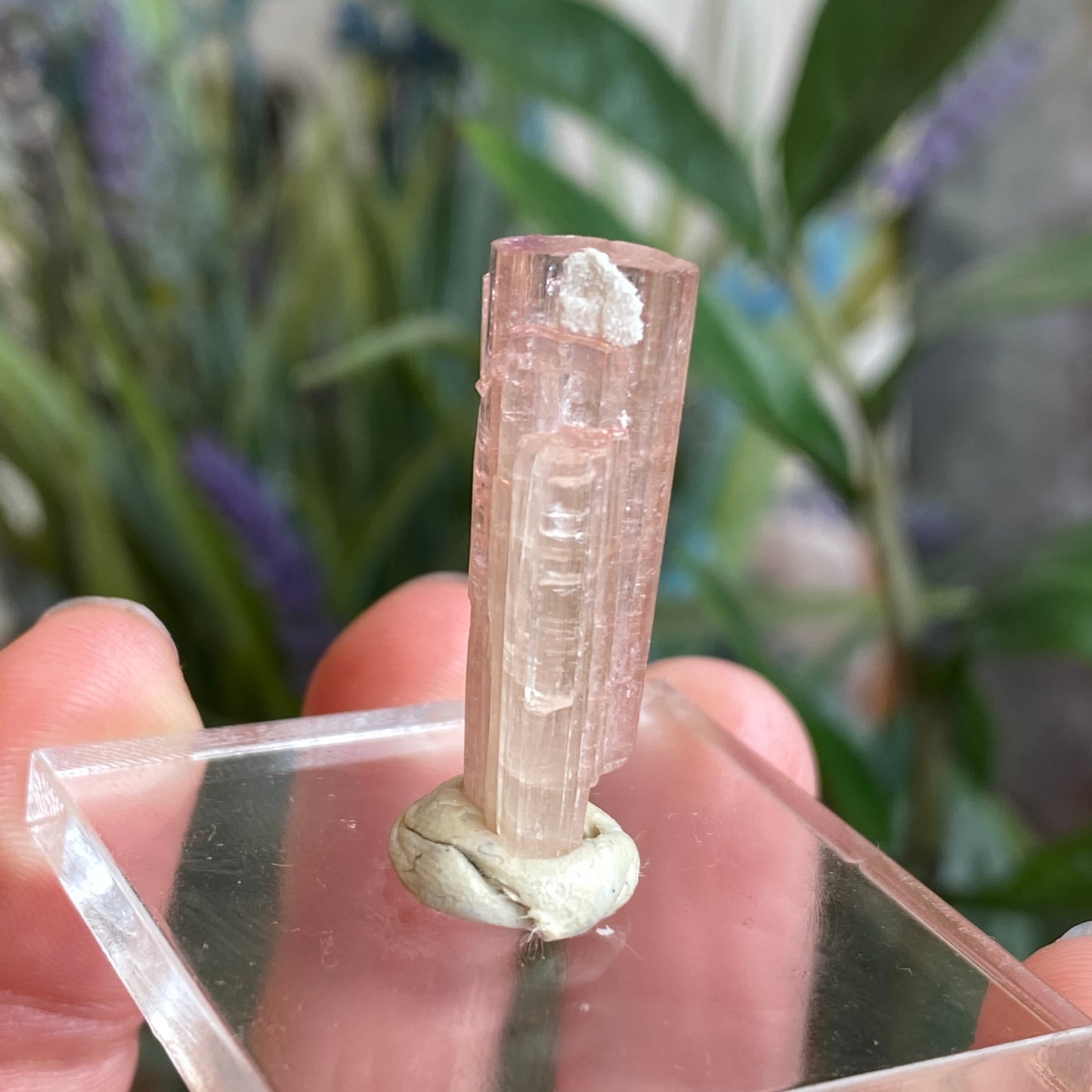 Pink Tourmaline