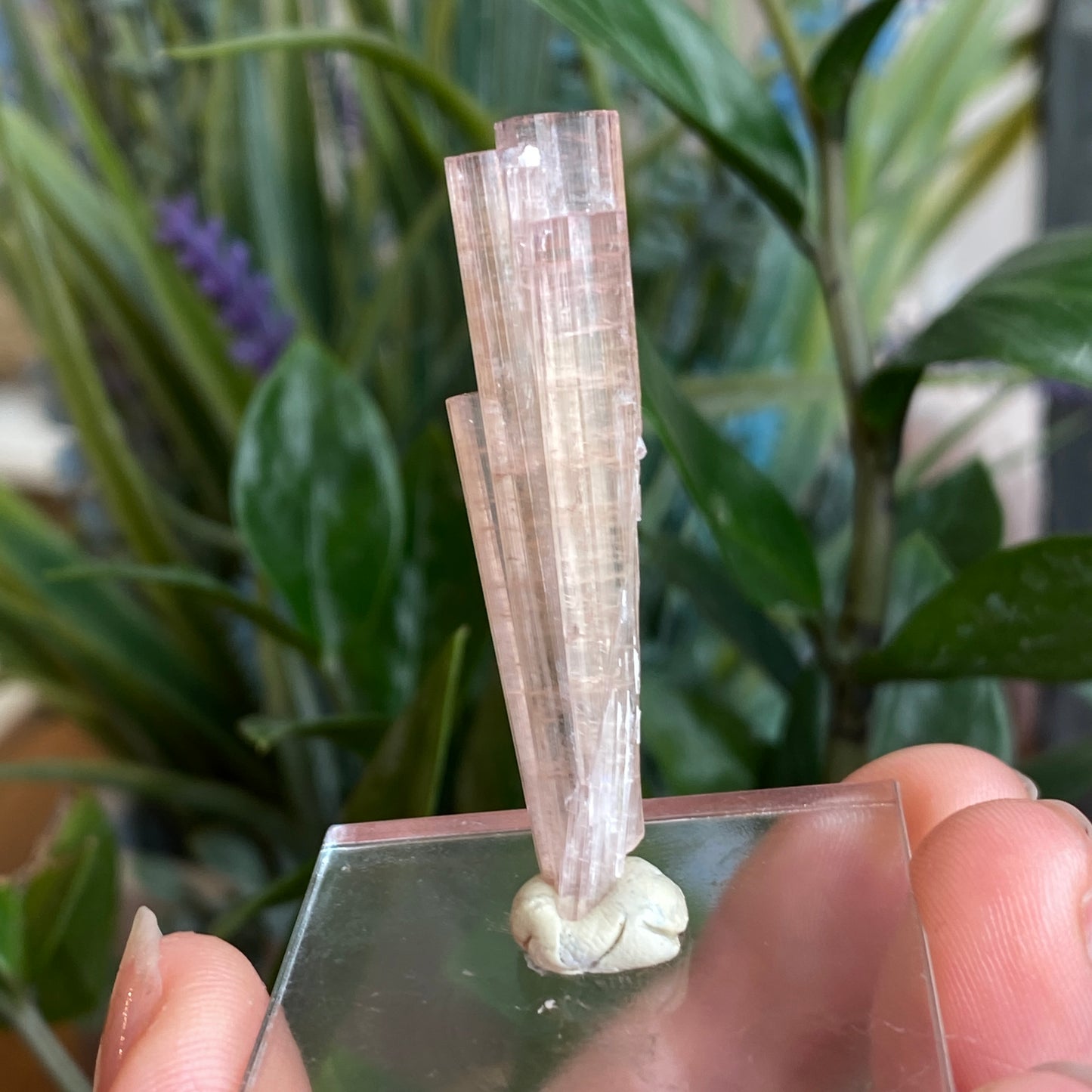 Pink Tourmaline