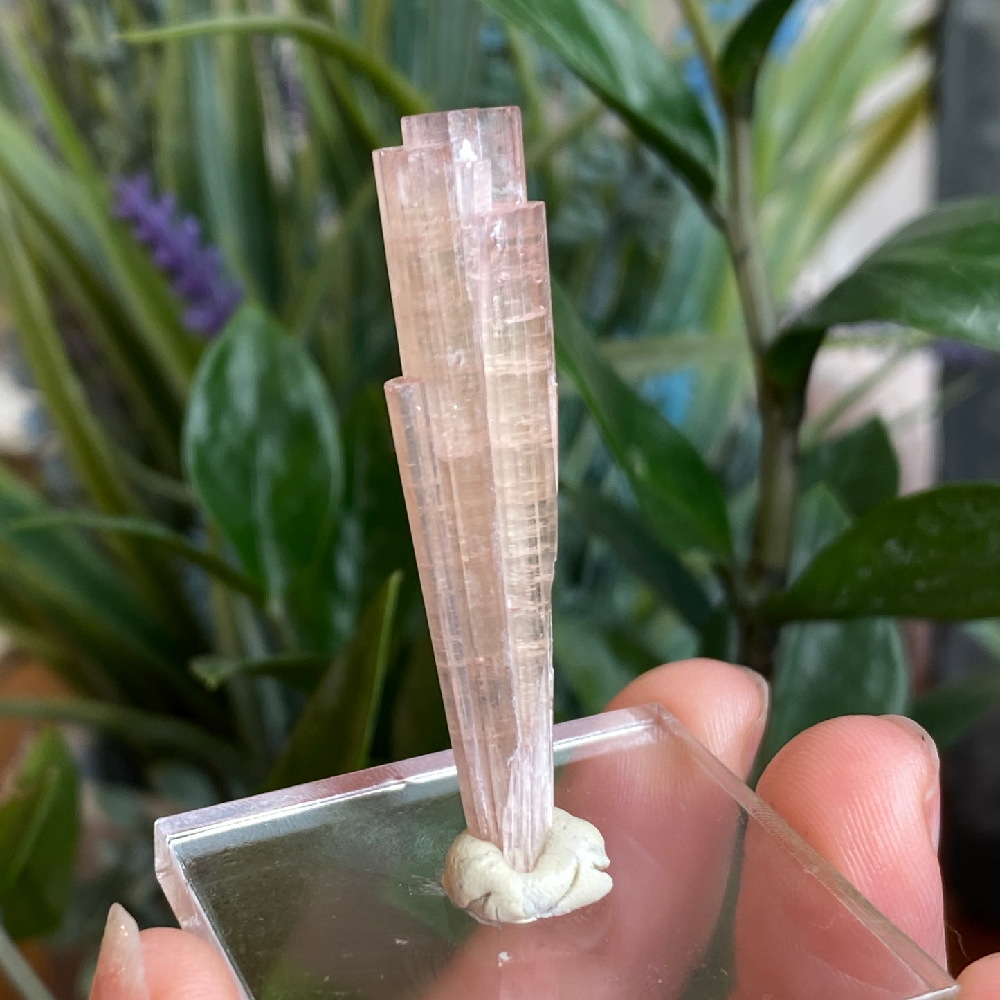 Pink Tourmaline