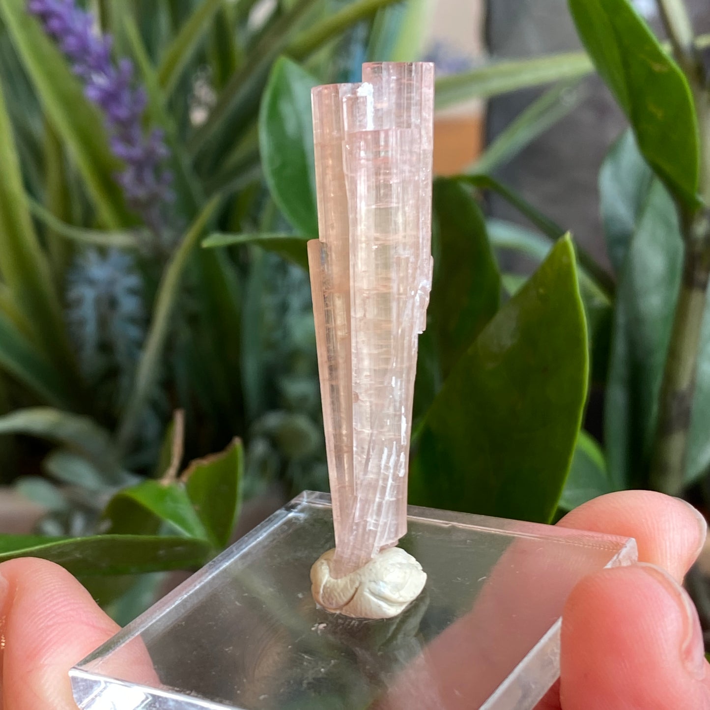 Pink Tourmaline