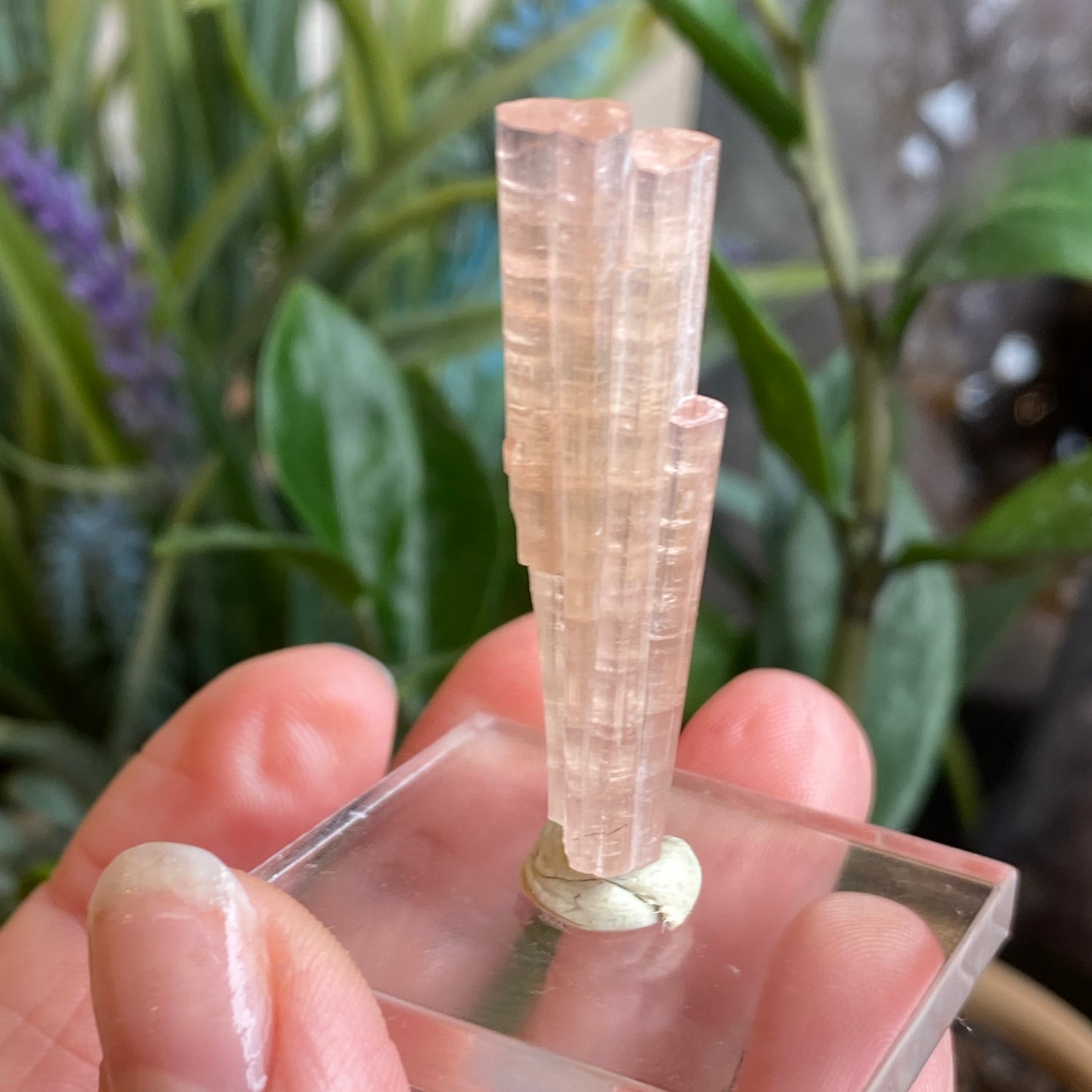 Pink Tourmaline