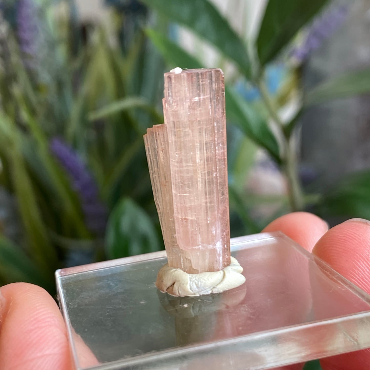 Pink Tourmaline