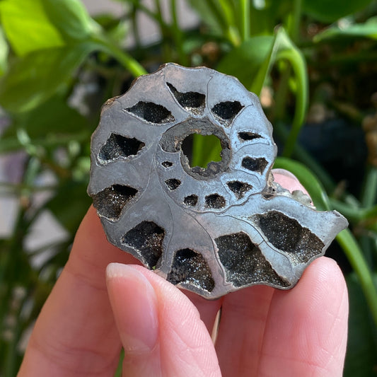 Pyritized Ammonite Fossil, Russia