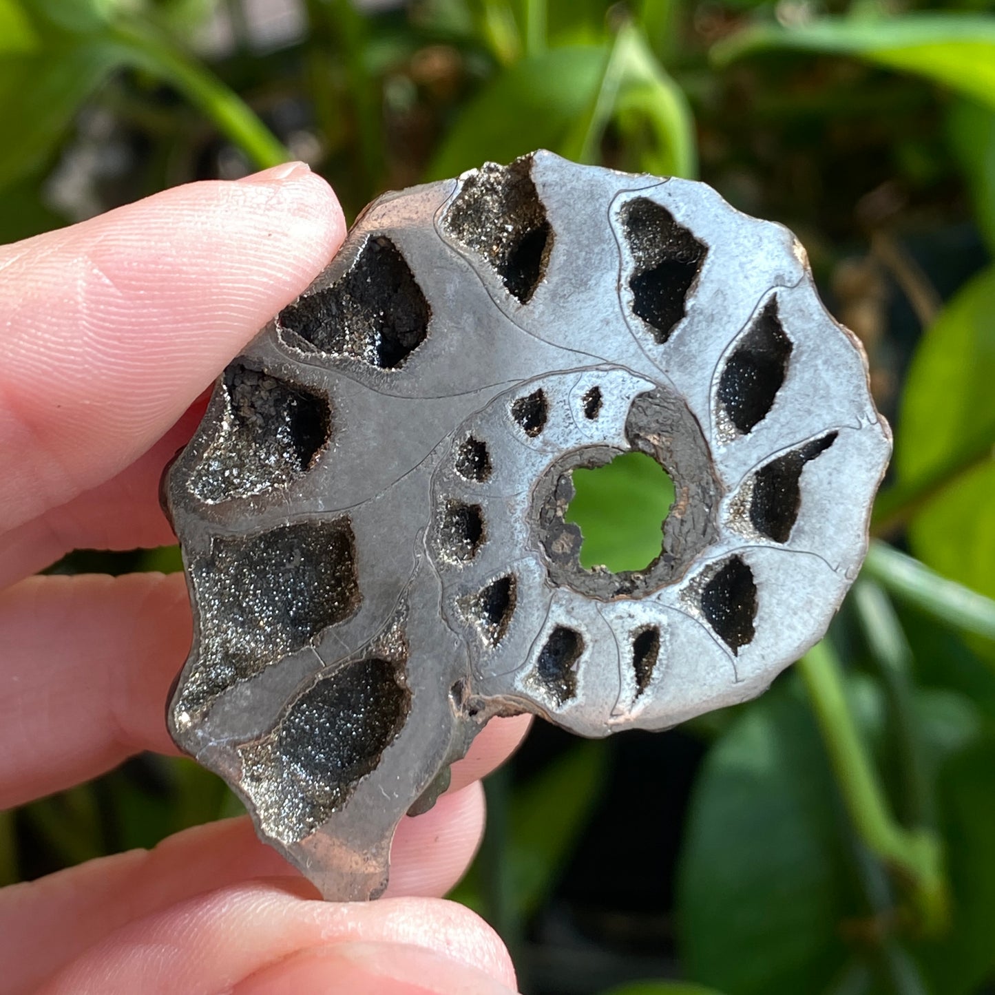Pyritized Ammonite Fossil, Russia