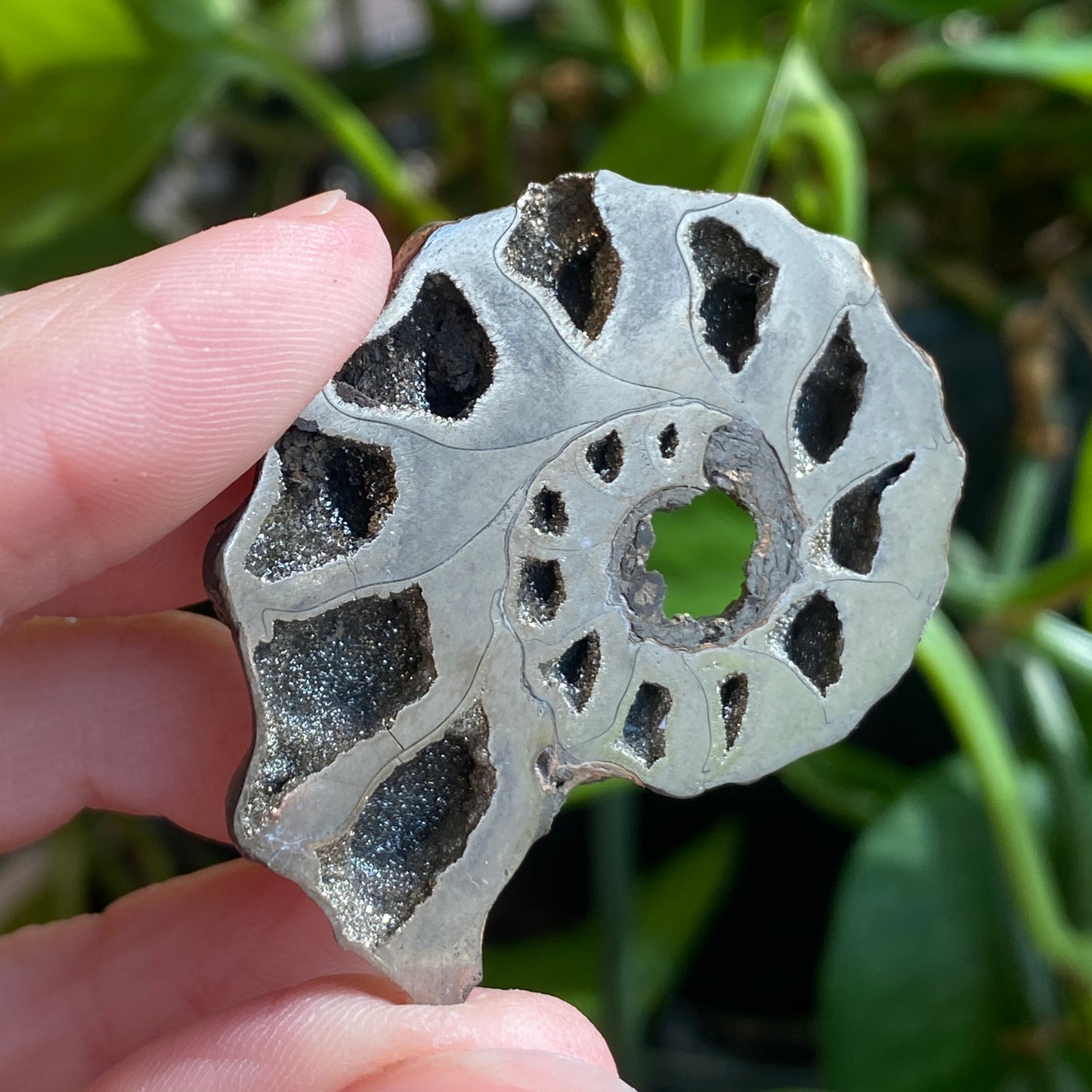 Pyritized Ammonite Fossil, Russia