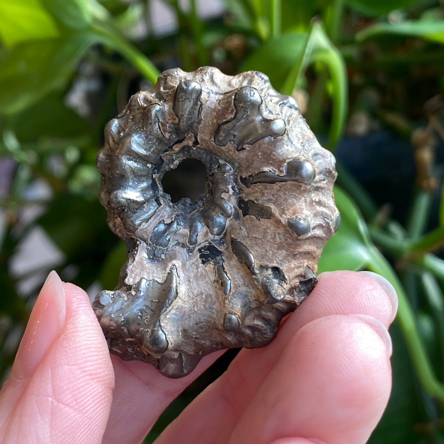 Pyritized Ammonite Fossil, Russia