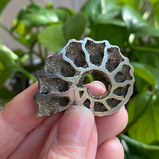 Pyritized Ammonite Fossil, Russia