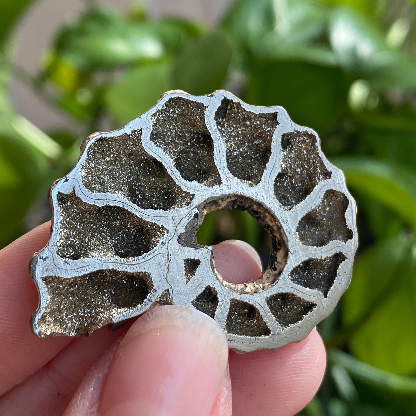 Pyritized Ammonite Fossil, Russia