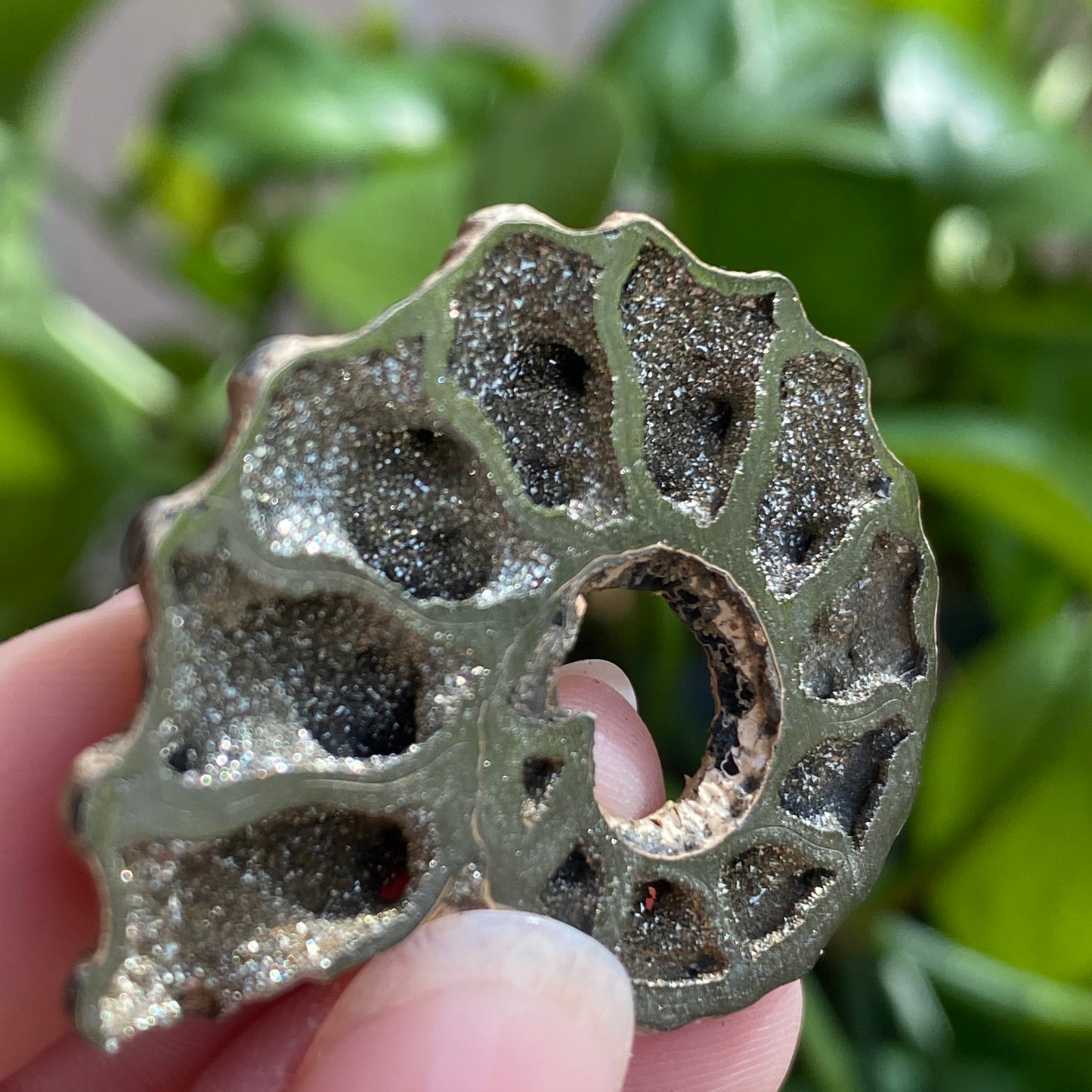 Pyritized Ammonite Fossil, Russia