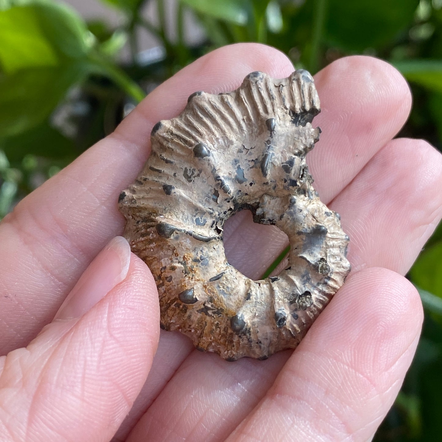 Pyritized Ammonite Fossil, Russia