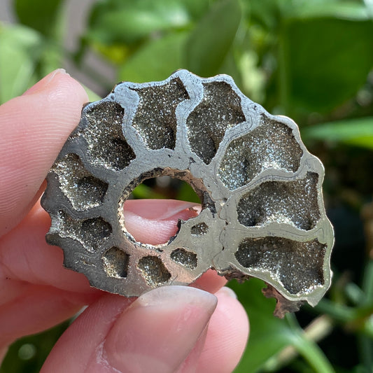 Pyritized Ammonite Fossil, Russia