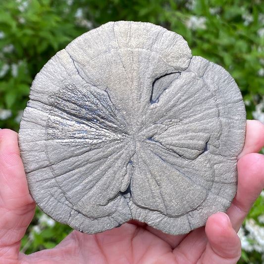 Pyrite Sun