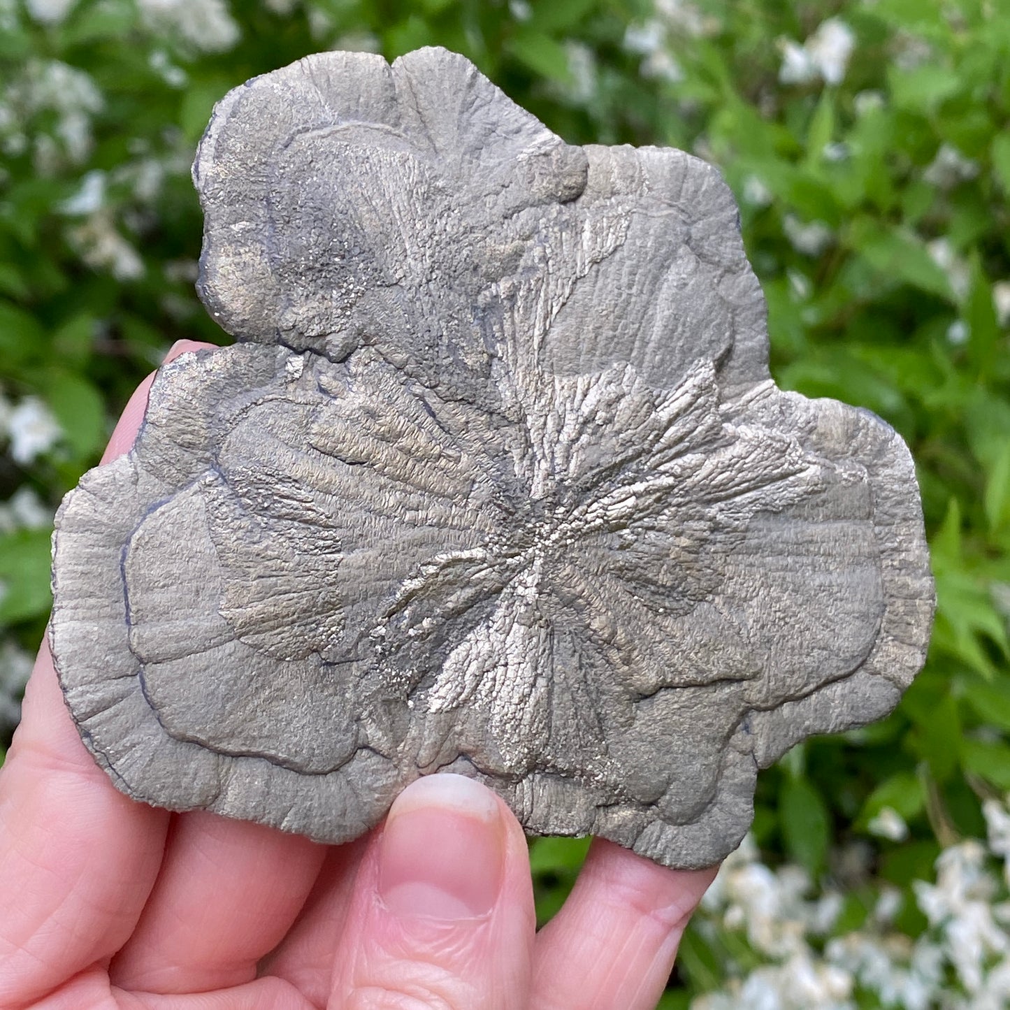 Pyrite Sun