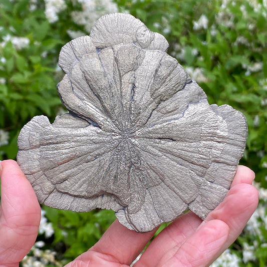 Pyrite Sun