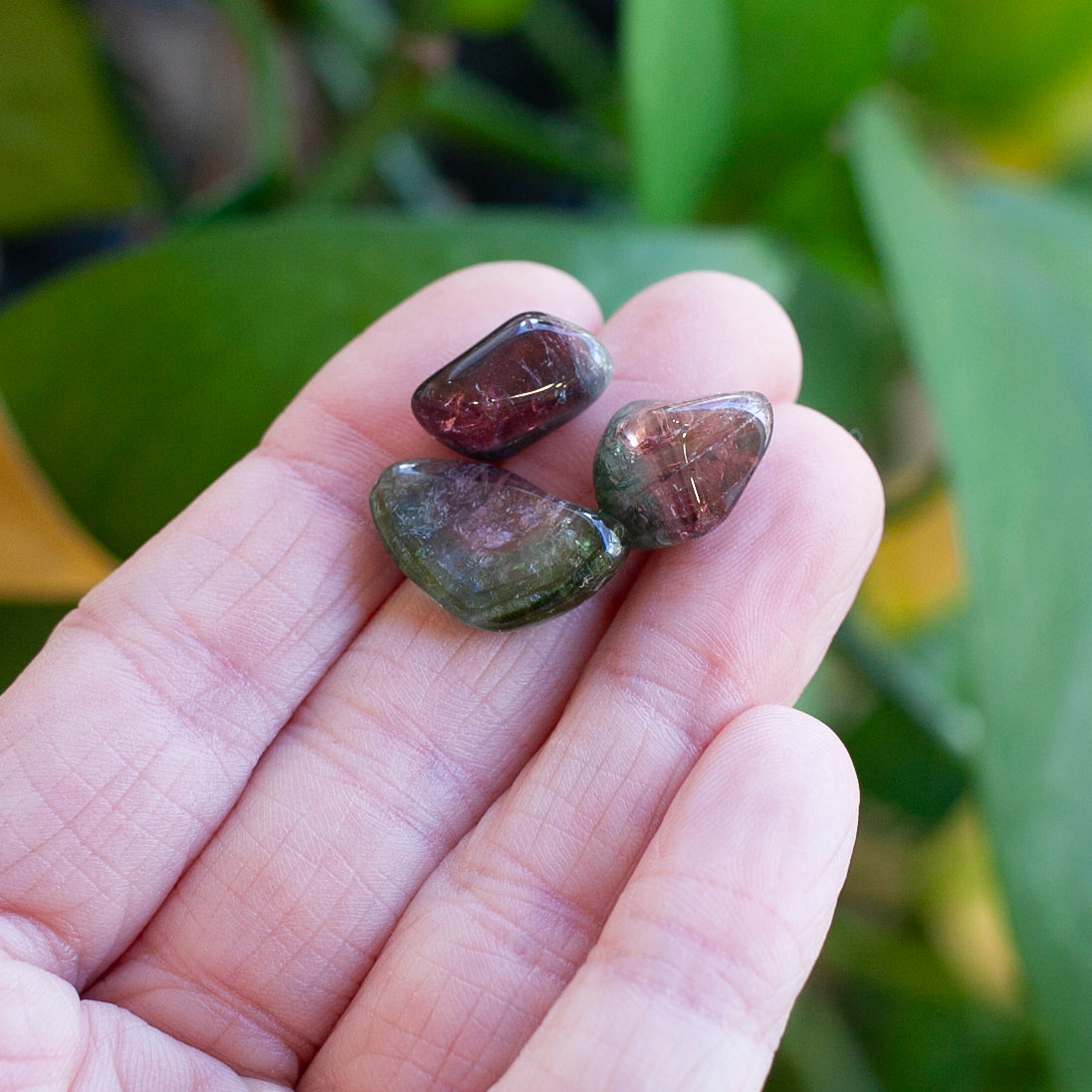 Watermelon Tourmaline Stones, 3 pieces