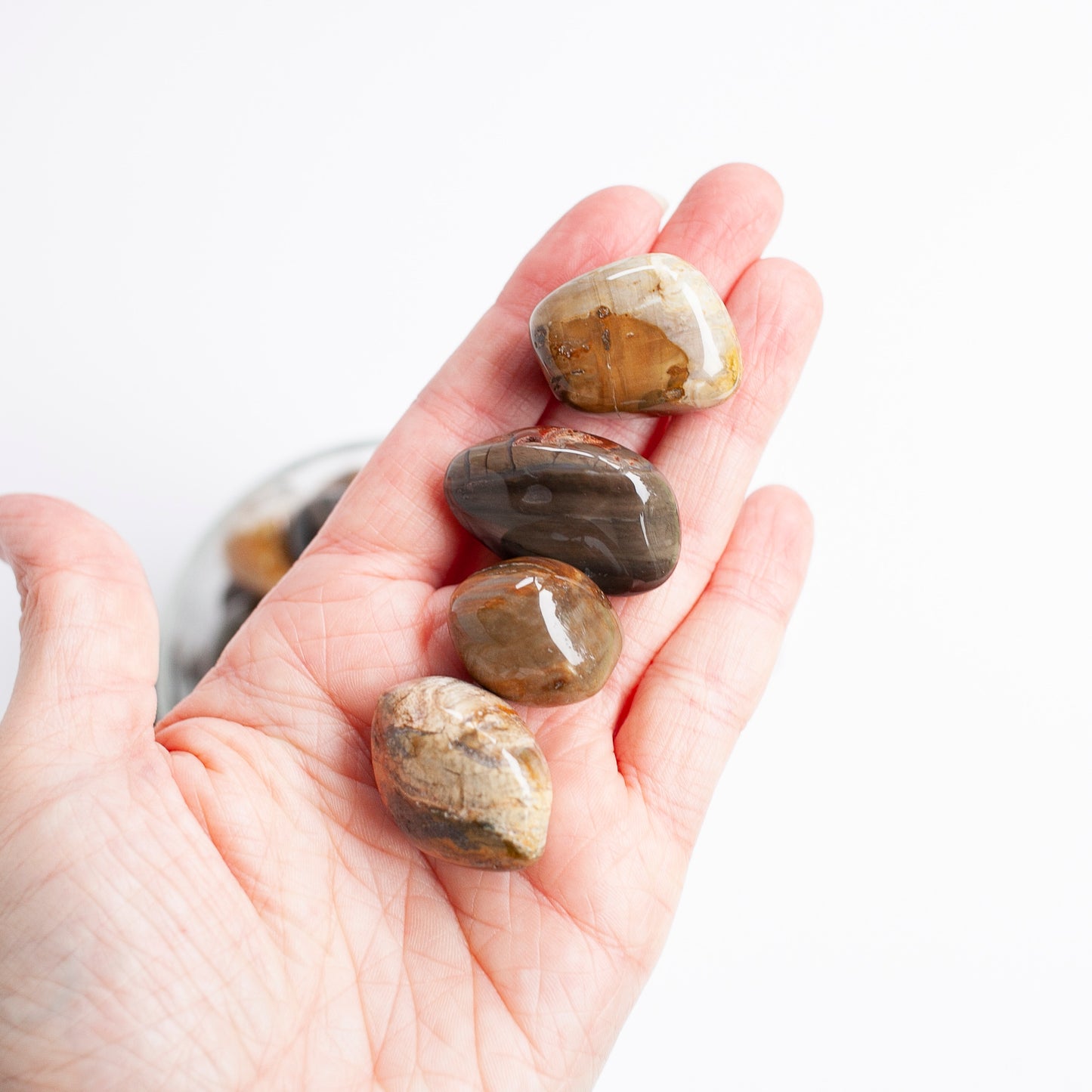 Petrified Wood Stone