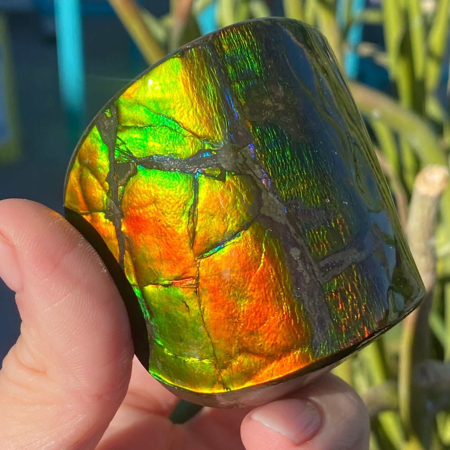 Ammolite Freeform