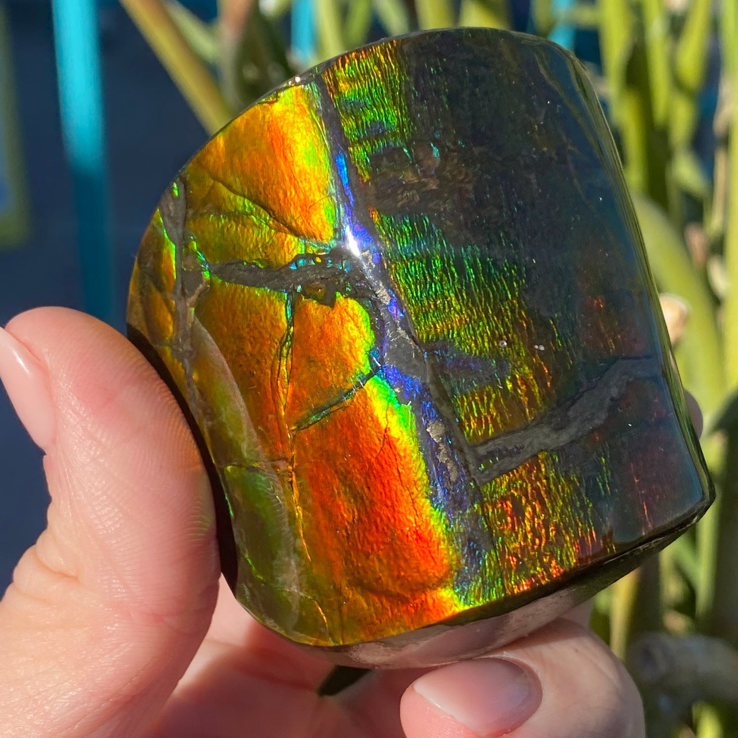 Ammolite Freeform