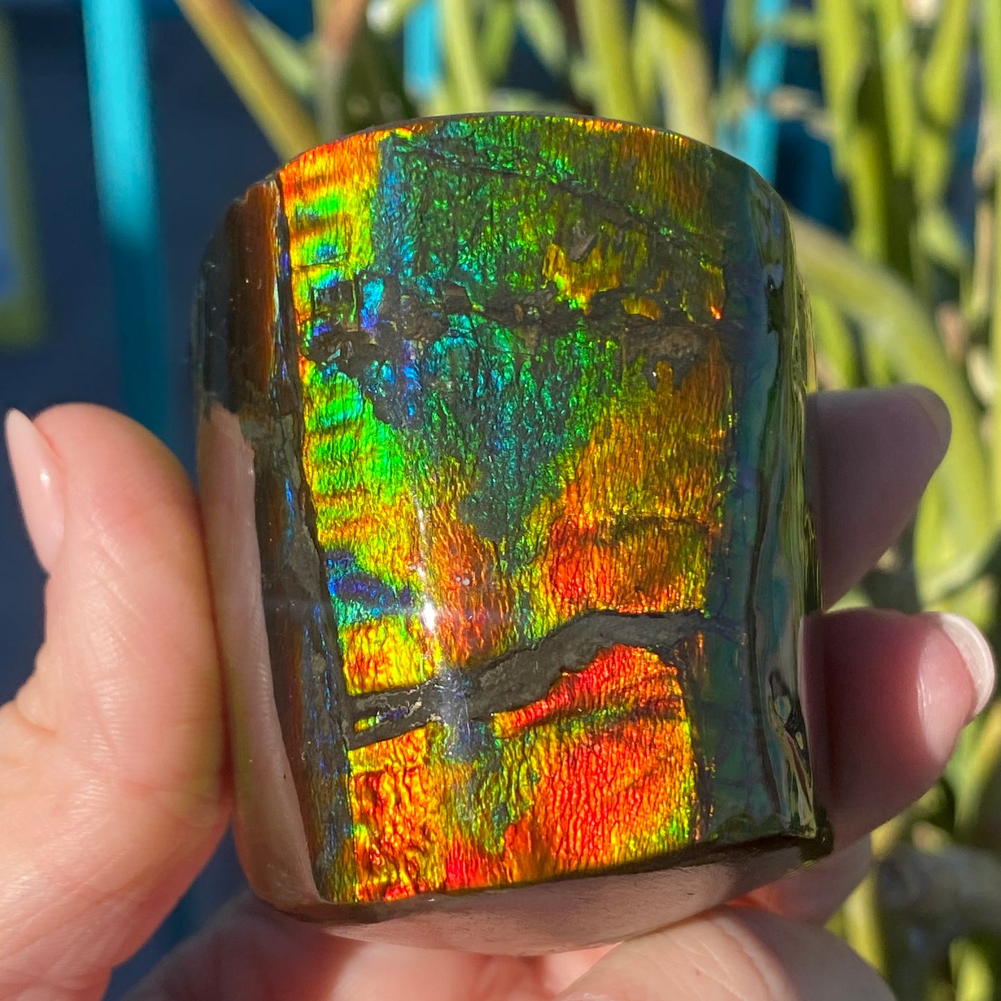 Ammolite Freeform