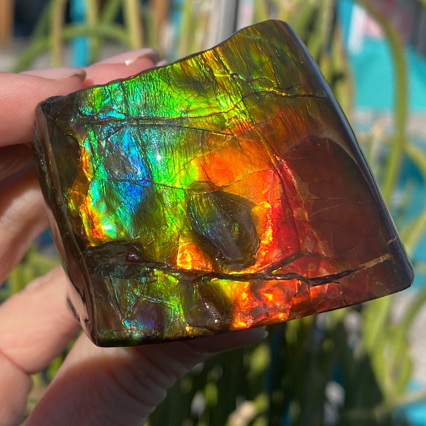 Ammolite Freeform