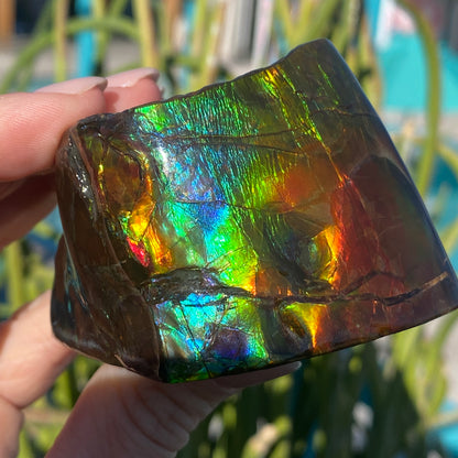 Ammolite Freeform