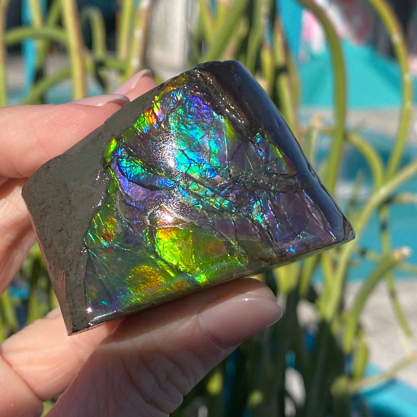 Ammolite Freeform