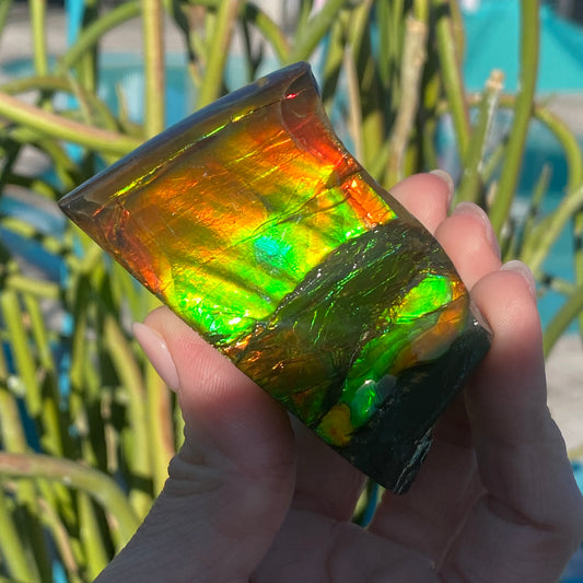 Ammolite Freeform