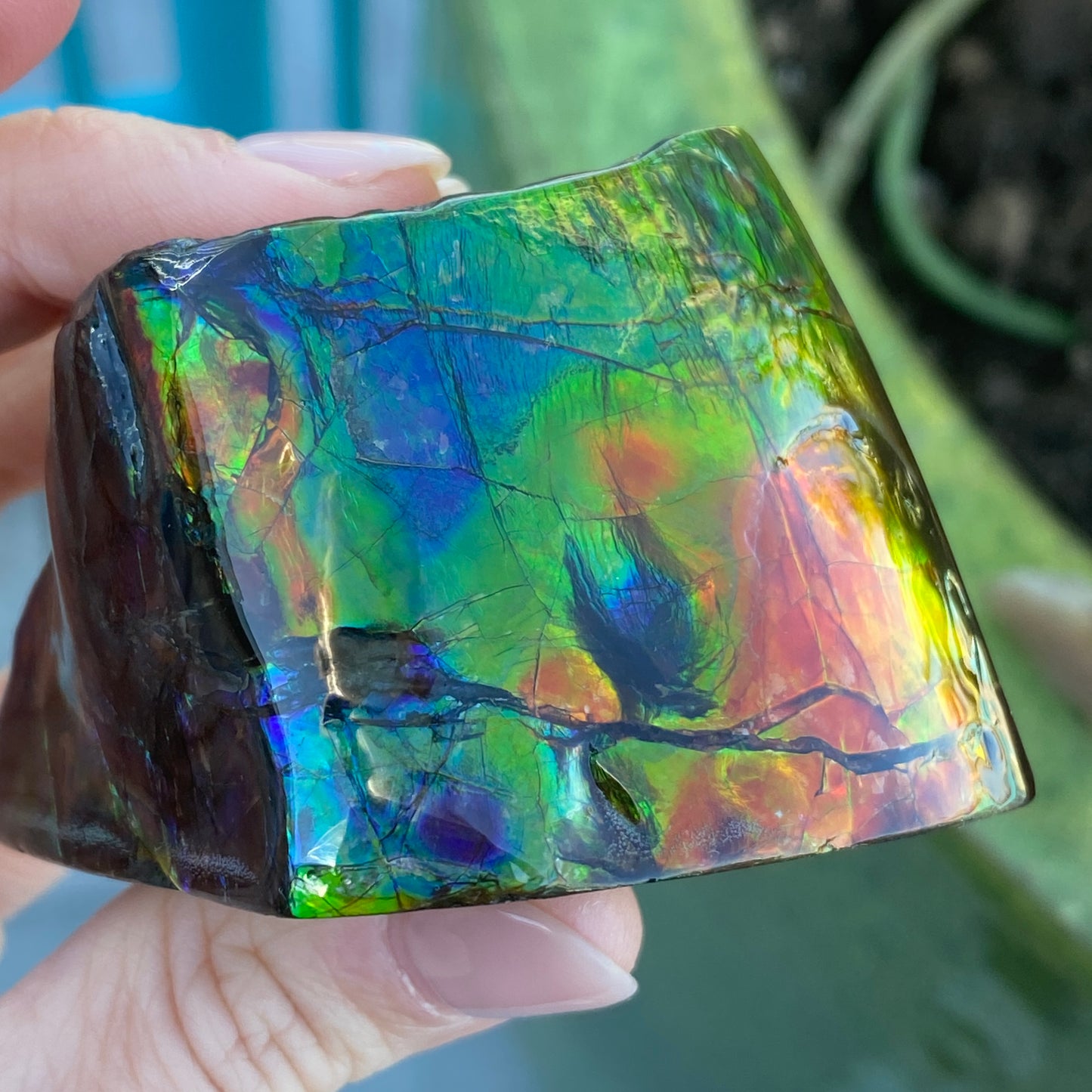 Ammolite Freeform