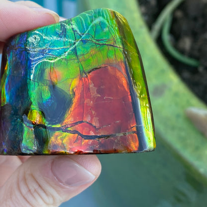 Ammolite Freeform