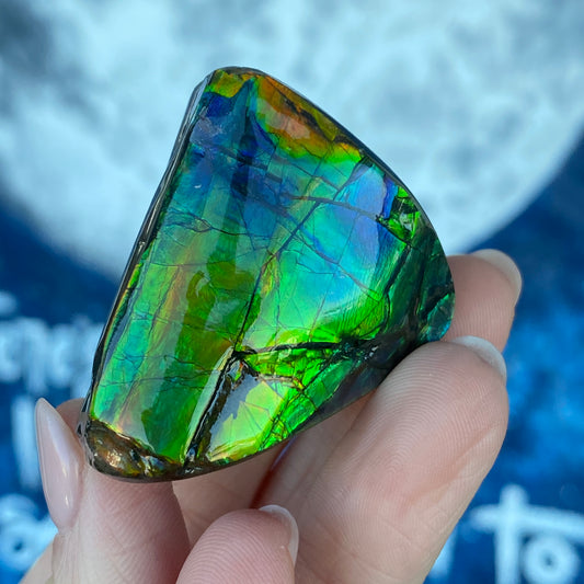 Ammolite Freeform