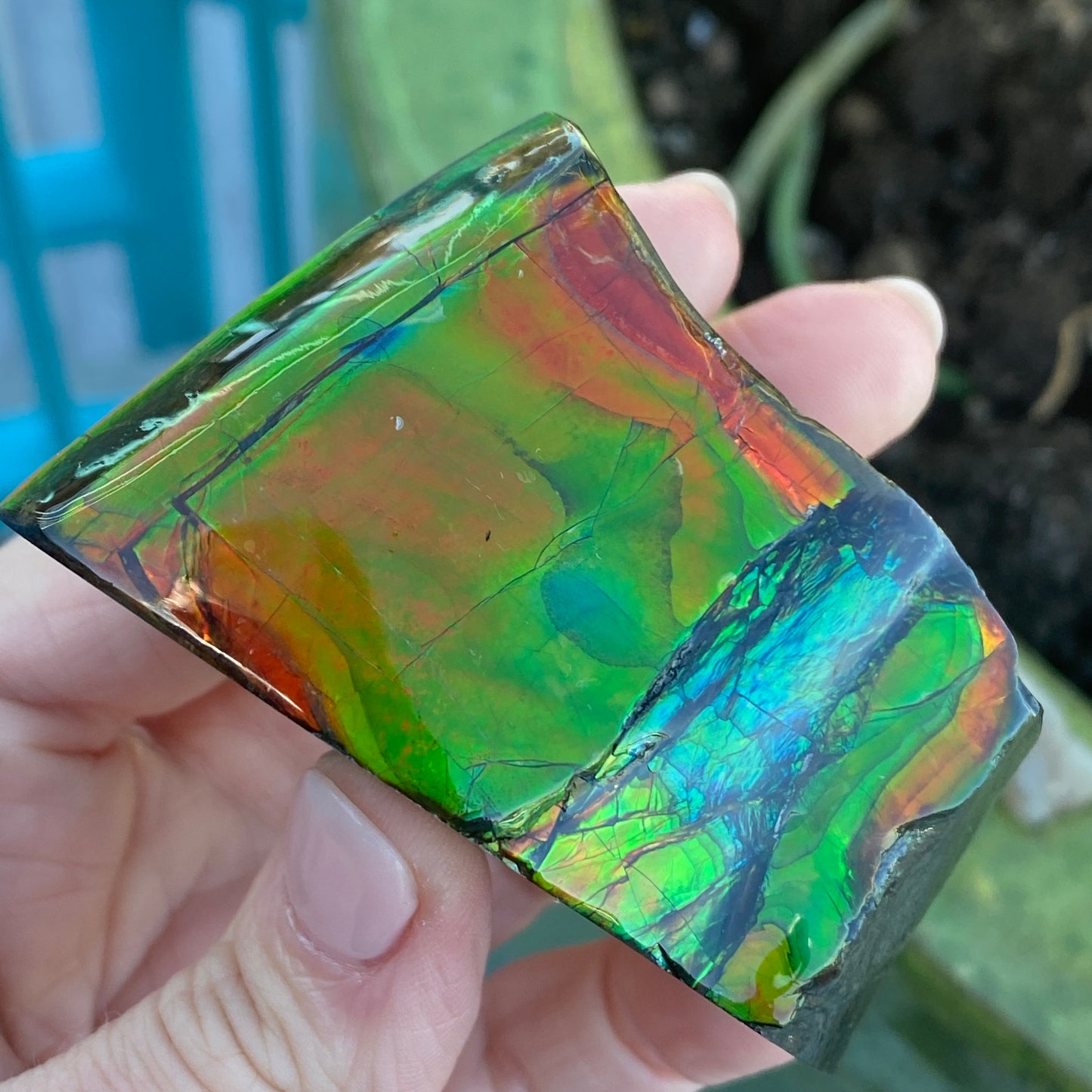 Ammolite Freeform